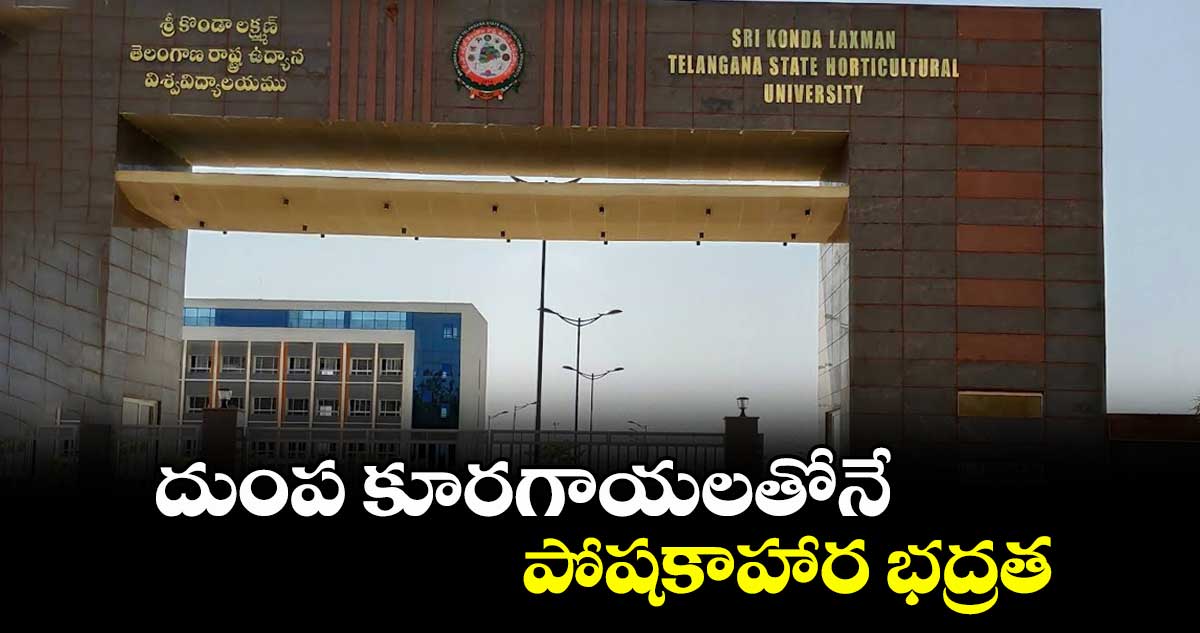 దుంప కూరగాయలతోనే పోషకాహార భద్రత: హార్టికల్చర్ వీసీ రాజిరెడ్డి