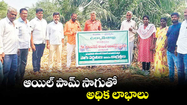 ఆయిల్ పామ్ సాగుతో అధిక లాభాలు
