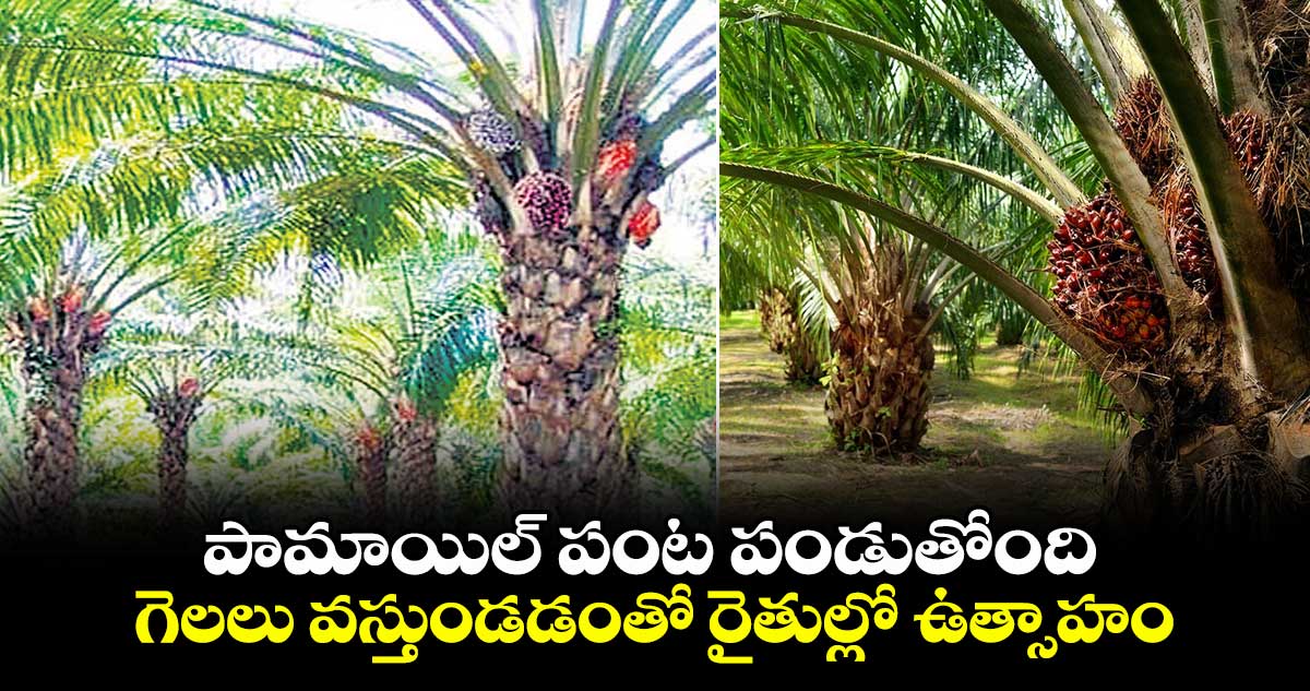 పామాయిల్ పంట పండుతోంది.. గెలలు వస్తుండడంతో రైతుల్లో ఉత్సాహం
