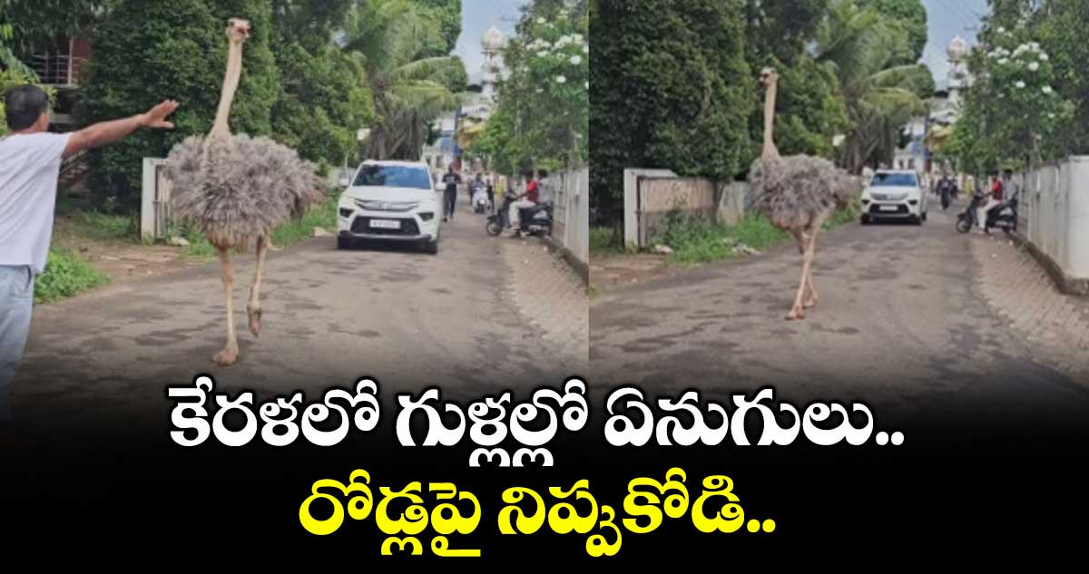 Viral Video: కేరళలో గుళ్లల్లో ఏనుగులు.. రోడ్లపై నిప్పుకోడి..