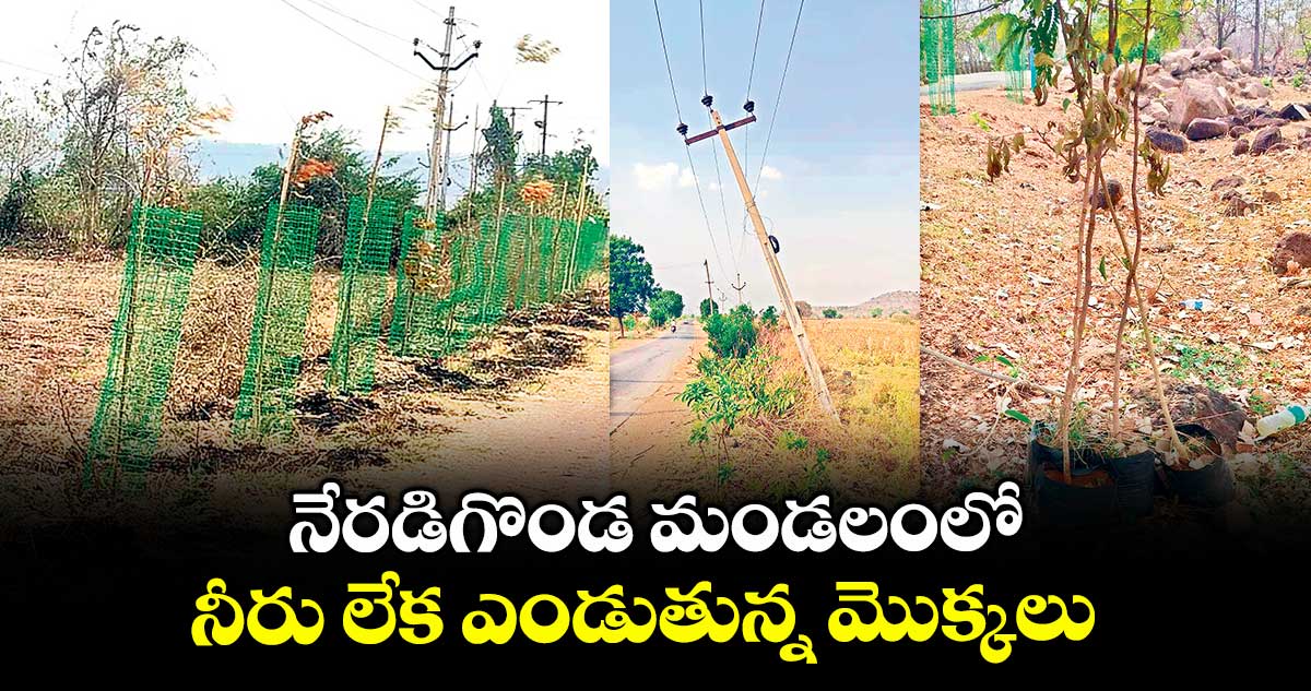 నేరడిగొండ మండలంలో నీరు లేక ఎండుతున్న మొక్కలు