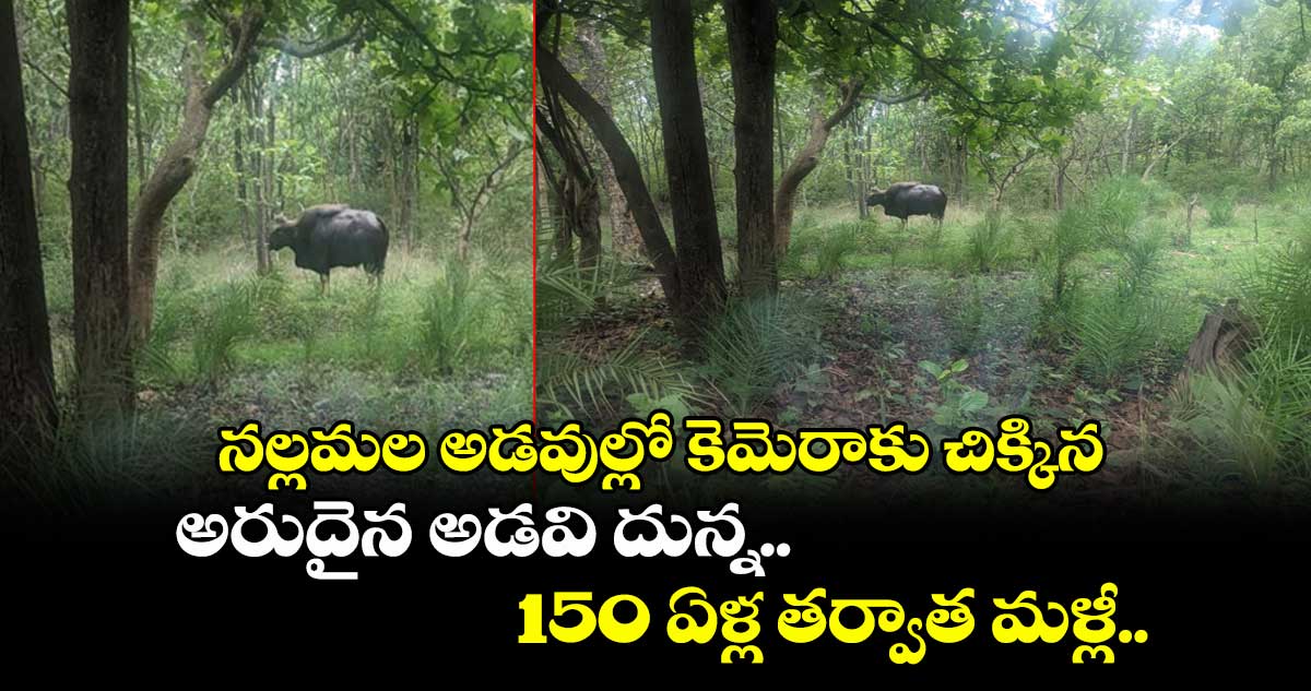 నల్లమల అడవుల్లో కెమెరాకు చిక్కిన అరుదైన అడవి దున్న.. 150 ఏళ్ల తర్వాత మళ్లీ..