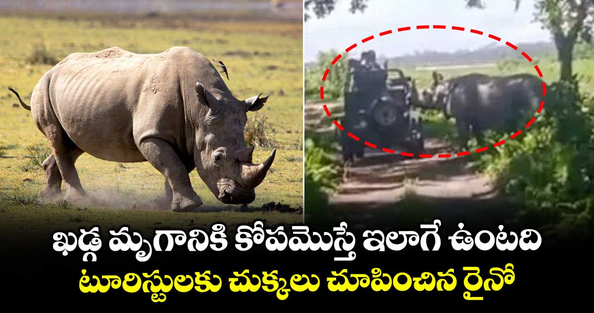 ఖడ్గ మృగానికి కోపమొస్తే ఇలాగే ఉంటది: టూరిస్టులకు చుక్కలు చూపించిన రైనో