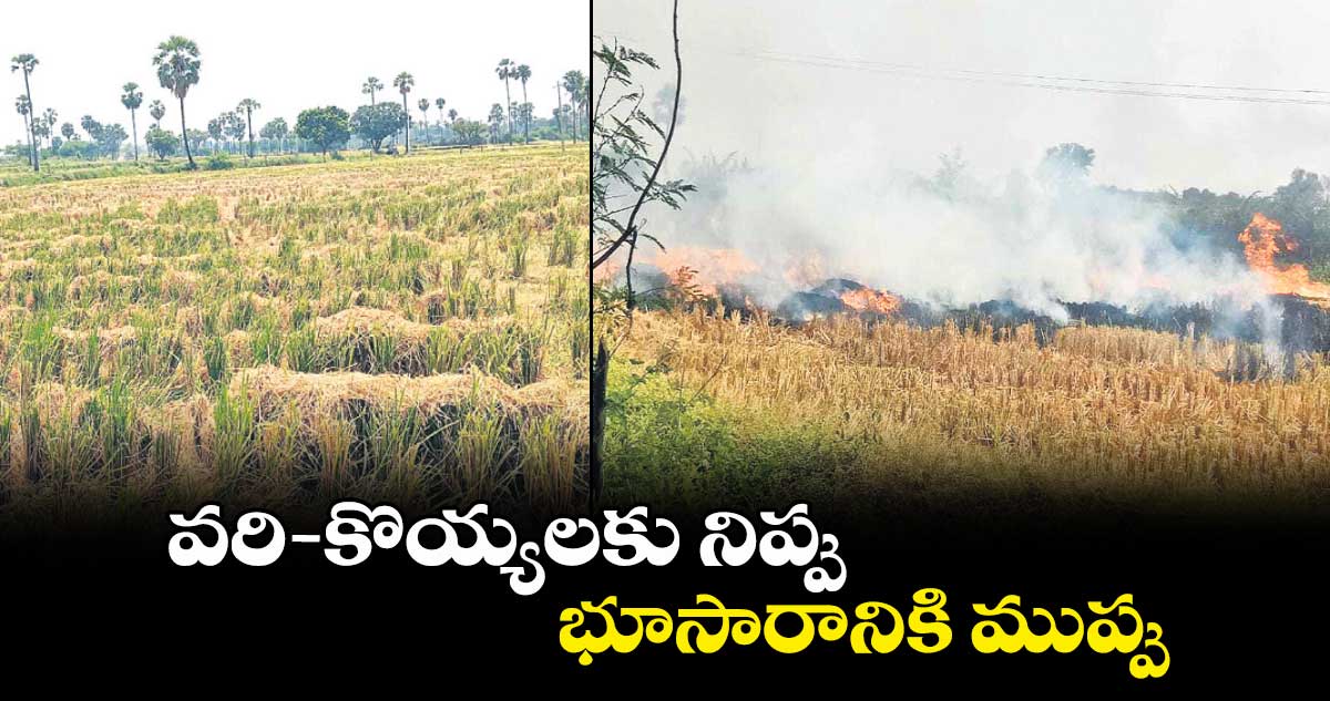 వరి- కొయ్యలకు నిప్పు.. భూసారానికి ముప్పు