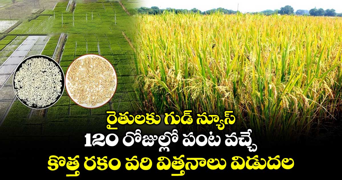 రైతులకు గుడ్ న్యూస్ : 120 రోజుల్లో పంట వచ్చే .. కొత్త రకం వరి విత్తనాలు విడుదల