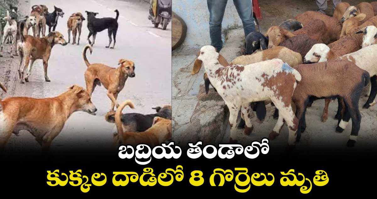 బద్రియ తండా : కుక్కల దాడిలో 8 గొర్రెలు మృతి
