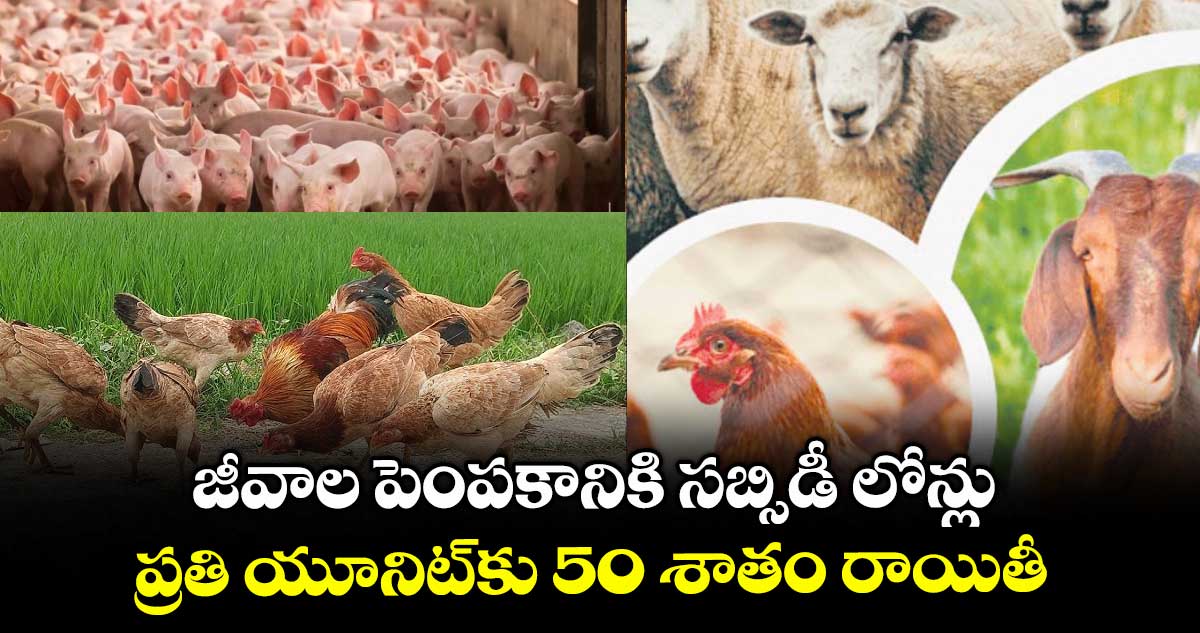జీవాల పెంపకానికి సబ్సిడీ లోన్లు .. ప్రతి యూనిట్కు 50 శాతం రాయితీ