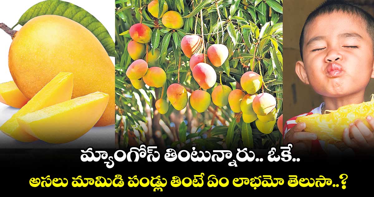 మ్యాంగోస్ తింటున్నారు.. ఓకే.. అసలు మామిడి పండ్లు తింటే ఏం లాభమో తెలుసా..?