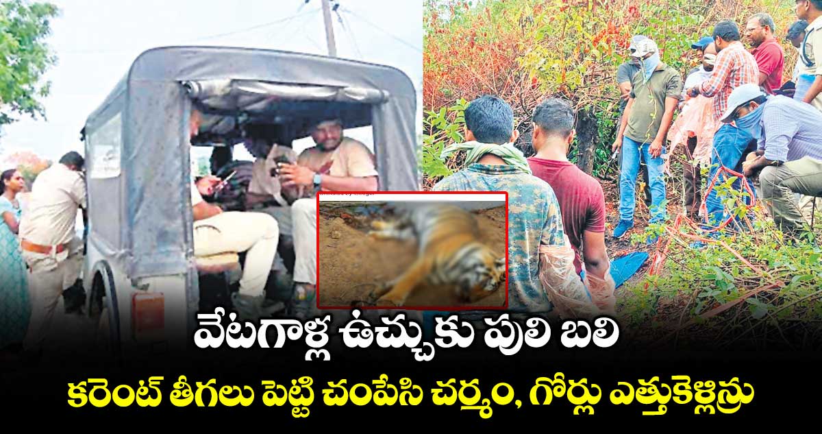 వేటగాళ్ల ఉచ్చుకు పులి బలి.. కరెంట్ తీగలు పెట్టి చంపేసి చర్మం, గోర్లు ఎత్తుకెళ్లిన్రు