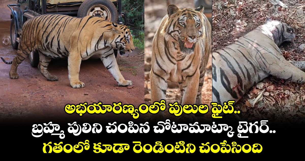 అభయారణ్యంలో పులుల ఫైట్.. బ్రహ్మ పులిని చంపిన చోటామాట్కా టైగర్.. గతంలో కూడా రెండింటిని చంపేసింది