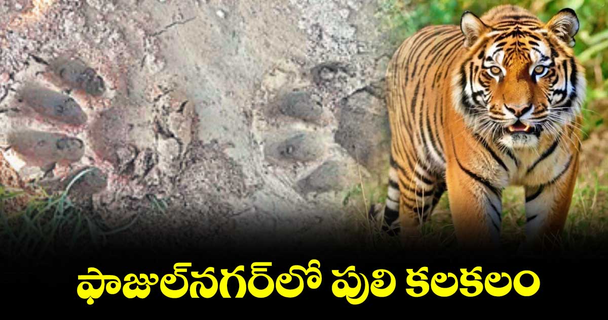 ఫాజుల్నగర్లో పులి కలకలం