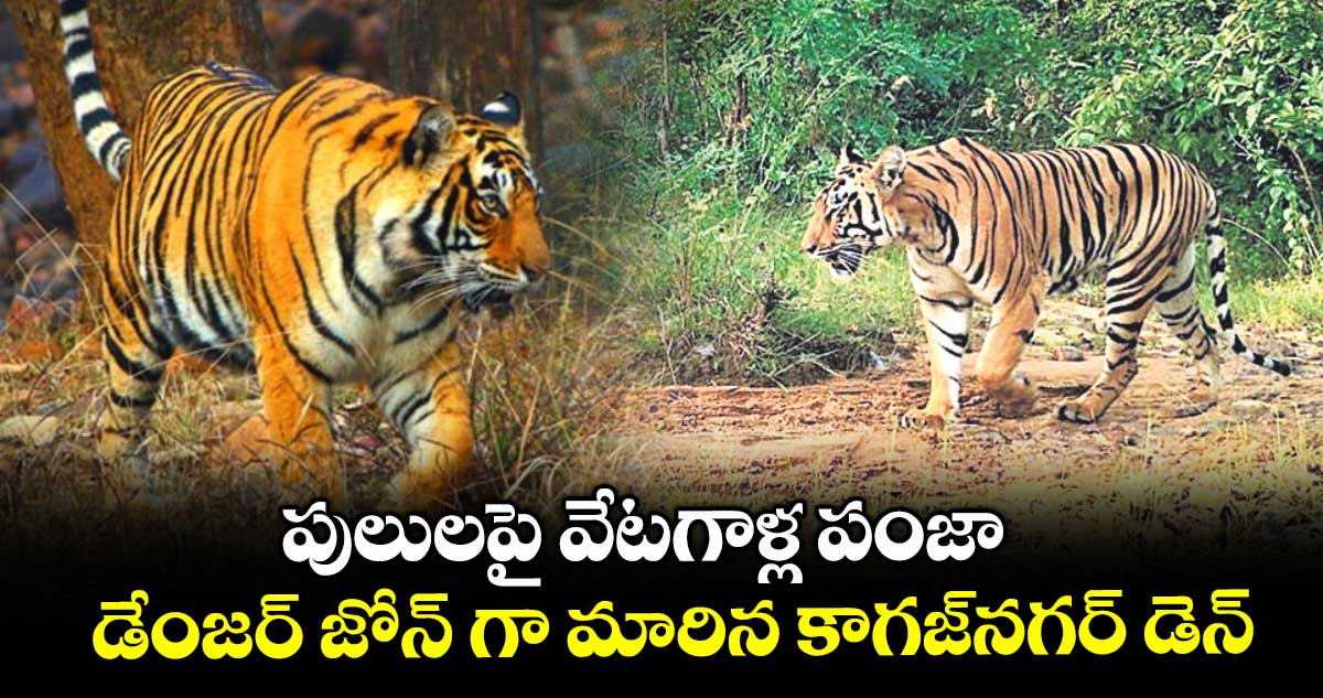 పులులపై వేటగాళ్ల పంజా .. డేంజర్ జోన్ గా మారిన కాగజ్నగర్ డెన్