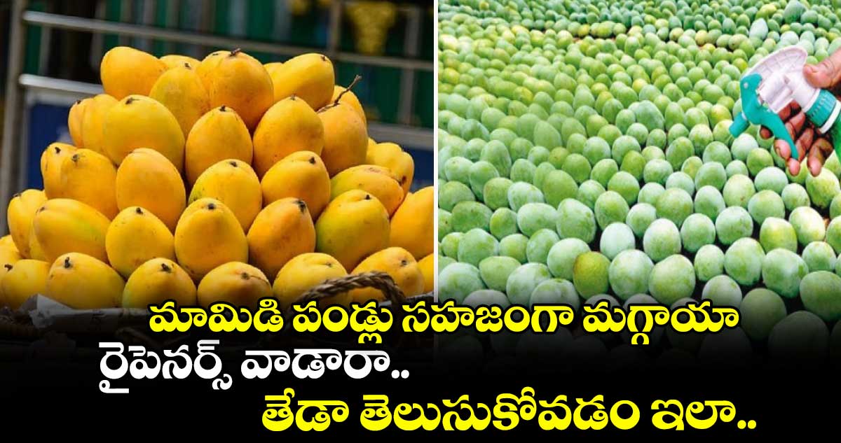 మామిడి పండ్లు సహజంగా మగ్గాయా.. రైపెనర్స్ వాడారా.. తేడా తెలుసుకోవడం ఇలా..