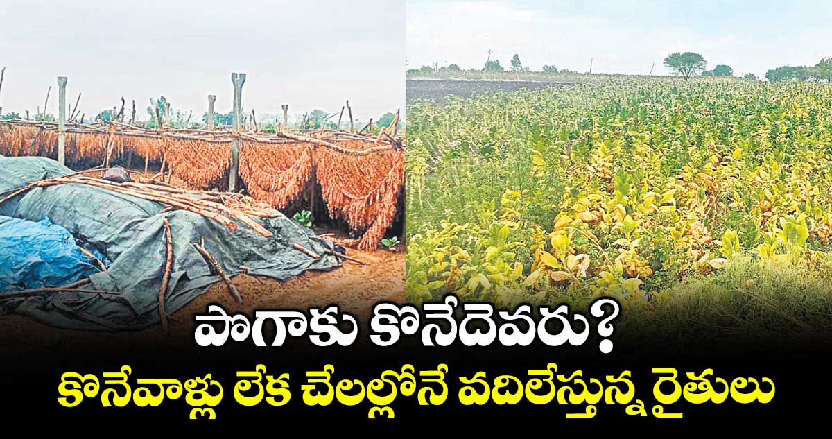 పొగాకు కొనేదెవరు? .. కొనేవాళ్లు లేక చేలల్లోనే వదిలేస్తున్న రైతులు