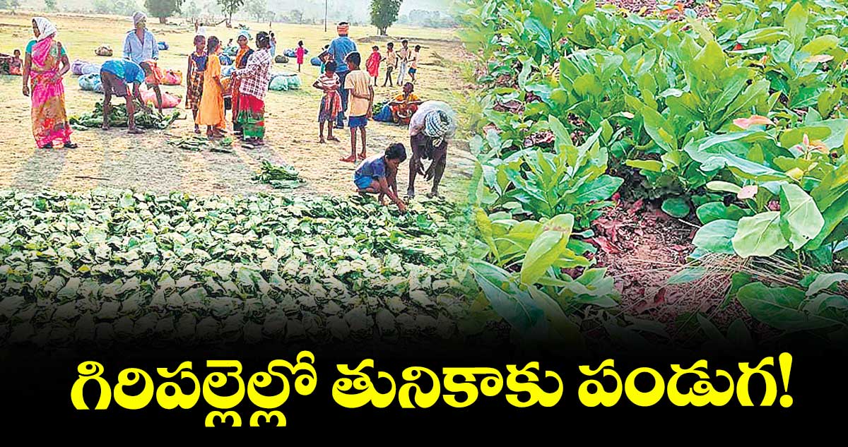గిరిపల్లెల్లో తునికాకు పండుగ!