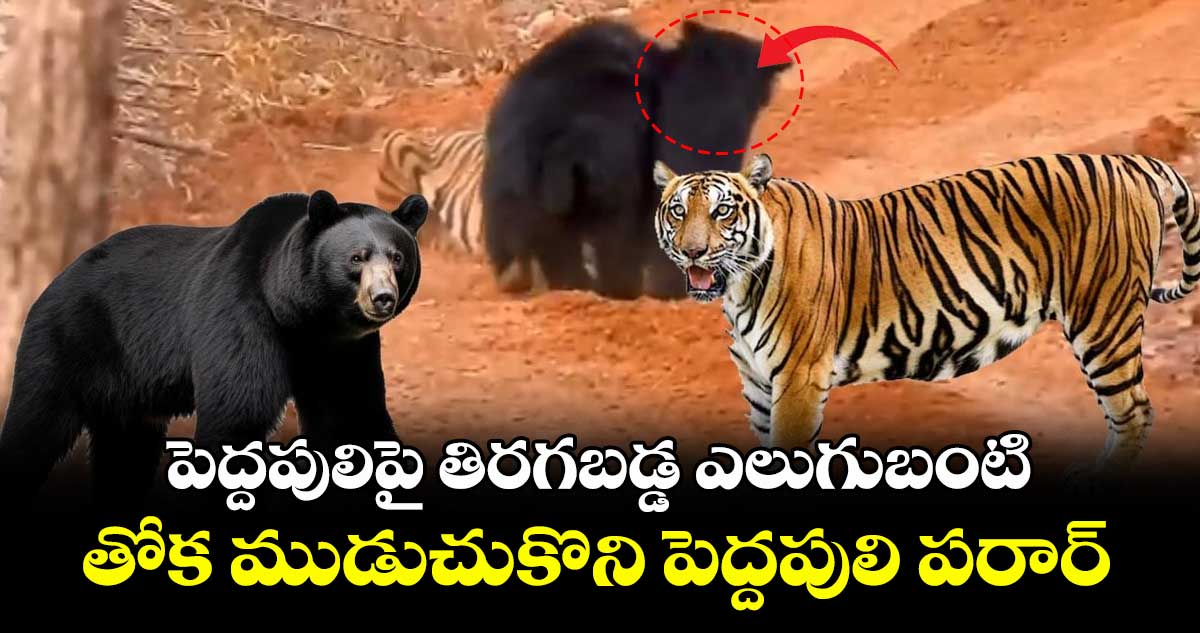 పెద్దపులిపై తిరగబడ్డ ఎలుగుబంటి.. తోక ముడుచుకొని పెద్దపులి పరార్