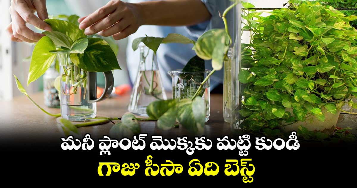 జ్యోతిష్యం: మనీ ప్లాంట్ మొక్కకు మట్టి కుండీ.. గాజు సీసా ఏది బెస్ట్..