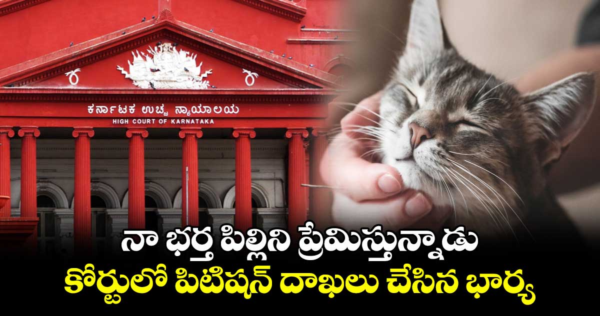 నా భర్త పిల్లిని ప్రేమిస్తున్నాడు.. కోర్టులో పిటిషన్ దాఖలు చేసిన భార్య