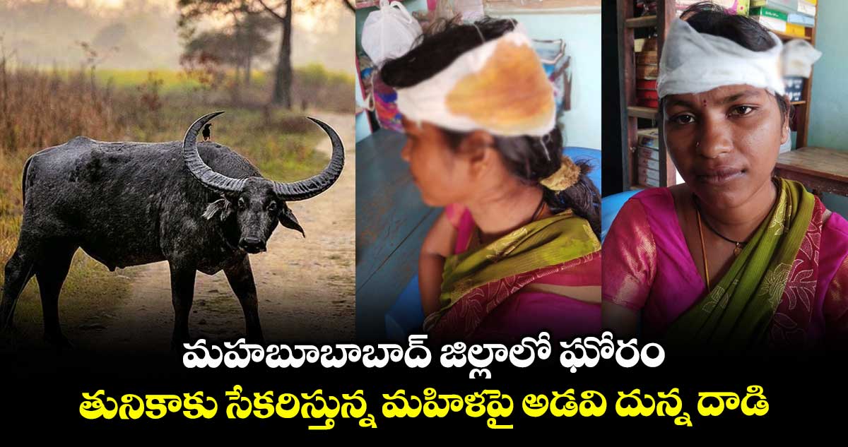 మహబూబాబాద్ జిల్లాలో ఘోరం: తునికాకు సేకరిస్తున్న మహిళపై అడవి దున్న దాడి...