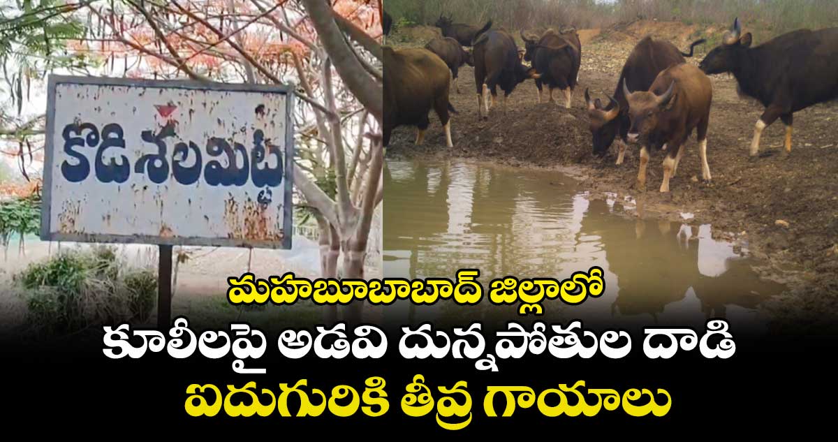 మహబూబాబాద్ జిల్లాలో కూలీలపై అడవి దున్నపోతుల దాడి.. ఐదుగురికి తీవ్ర గాయాలు..