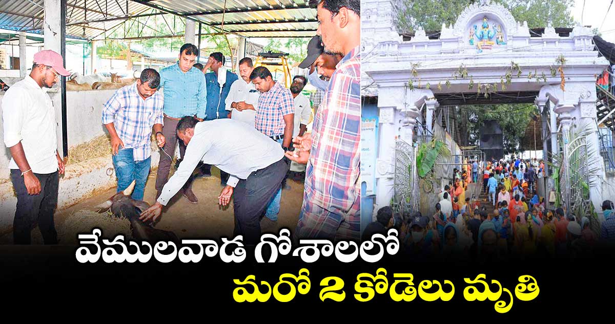 వేములవాడ గోశాలలో మరో 2 కోడెలు మృతి
