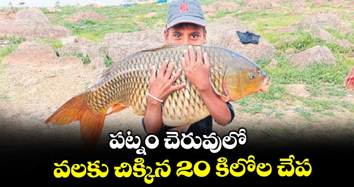 పట్నం చెరువులో వలకు చిక్కిన 20 కిలోల చేప