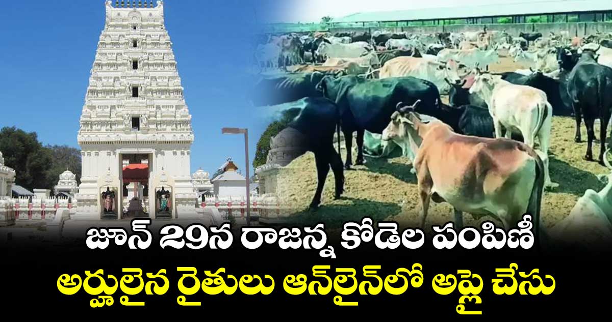 జూన్ 29న రాజన్న కోడెల పంపిణీ .. అర్హులైన రైతులు ఆన్లైన్లో అప్లై చేసుకోవాలి