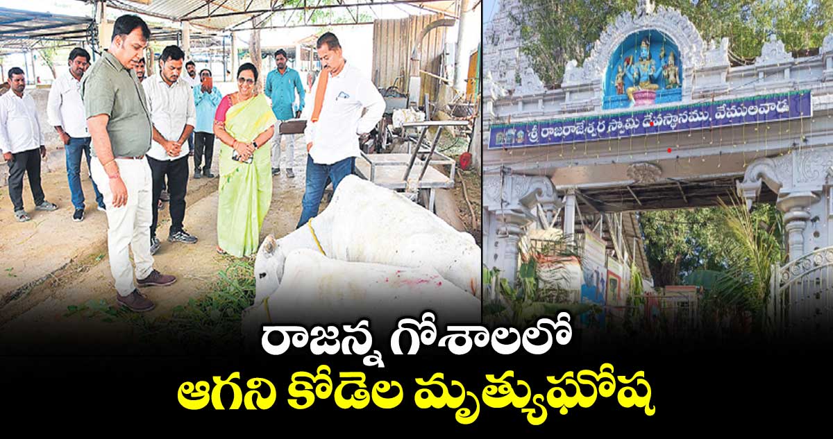 రాజన్న గోశాలలో ఆగని కోడెల మృత్యుఘోష