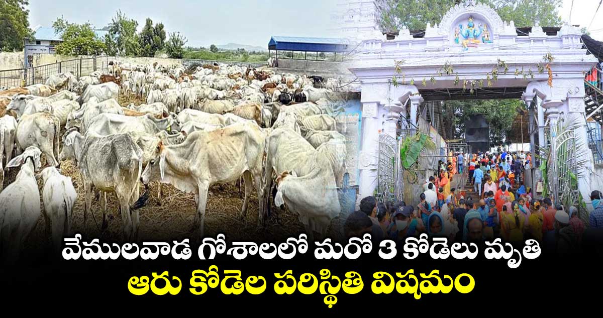 వేములవాడ గోశాలలో మరో 3 కోడెలు మృతి..ఆరు కోడెల పరిస్థితి విషమం
