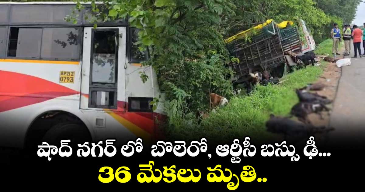 షాద్ నగర్ లో బొలెరో, ఆర్టీసీ బస్సు ఢీ... 36 మేకలు మృతి..