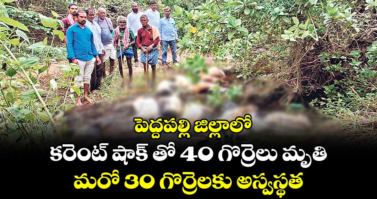 పెద్దపల్లి జిల్లాలో కరెంట్ షాక్ తో 40 గొర్రెలు మృతి.. మరో 30 గొర్రెలకు అస్వస్థత