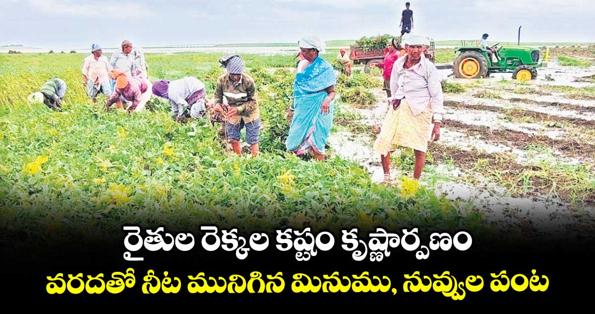 రైతుల రెక్కల కష్టం కృష్ణార్పణం.. వరదతో నీట మునిగిన మినుము, నువ్వుల పంట