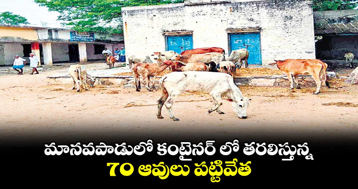 మానవపాడులో కంటైనర్ లో తరలిస్తున్న 70 ఆవులు పట్టివేత