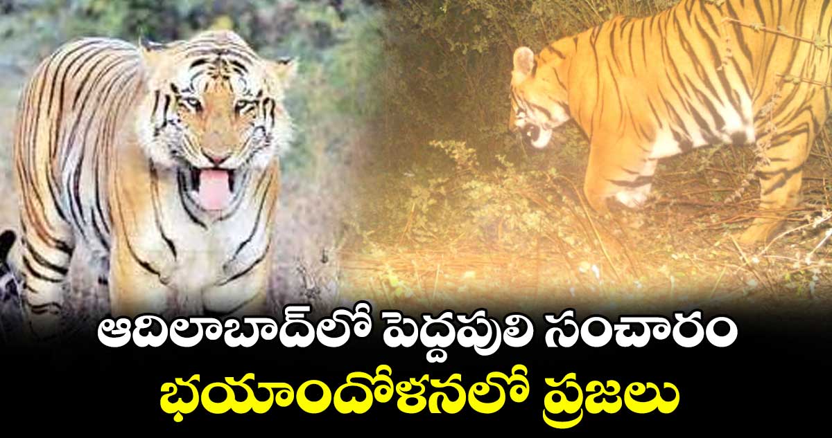 ఆదిలాబాద్ : పెద్దపులి సంచారం.. భయాందోళనలో ప్రజలు