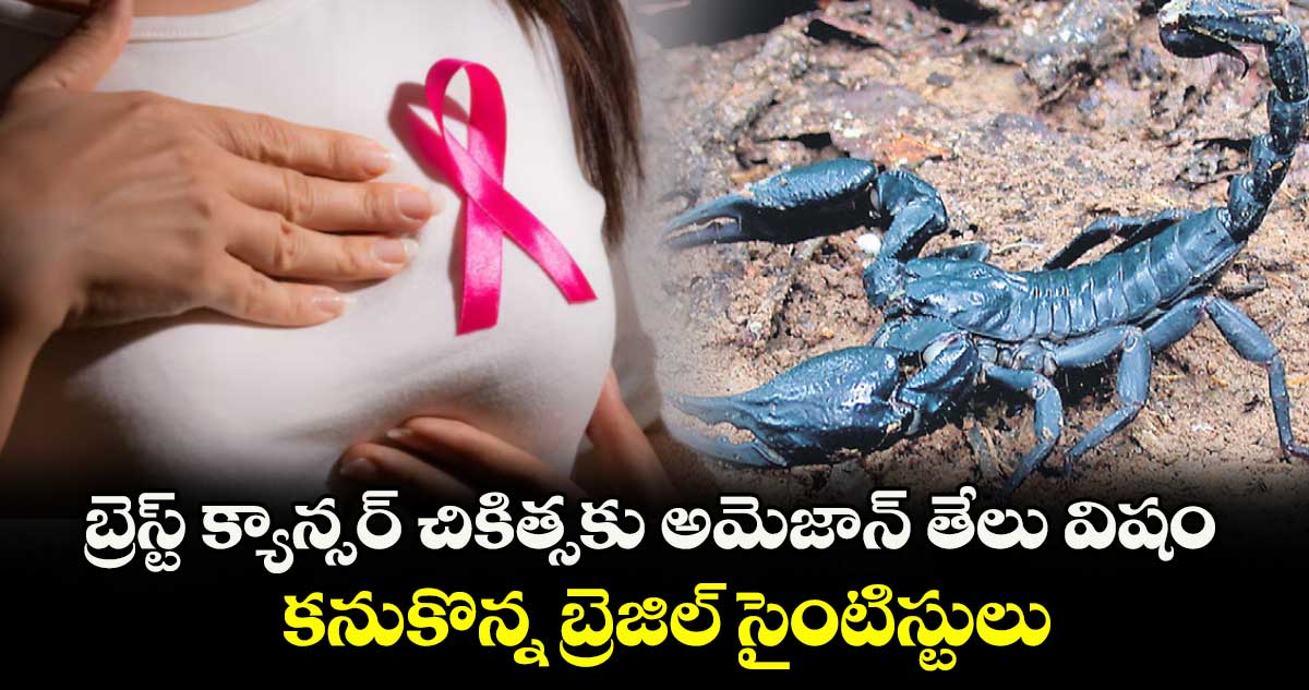 బ్రెస్ట్ క్యాన్సర్ చికిత్సకు అమెజాన్ తేలు విషం.. కనుకొన్న బ్రెజిల్ సైంటిస్టులు