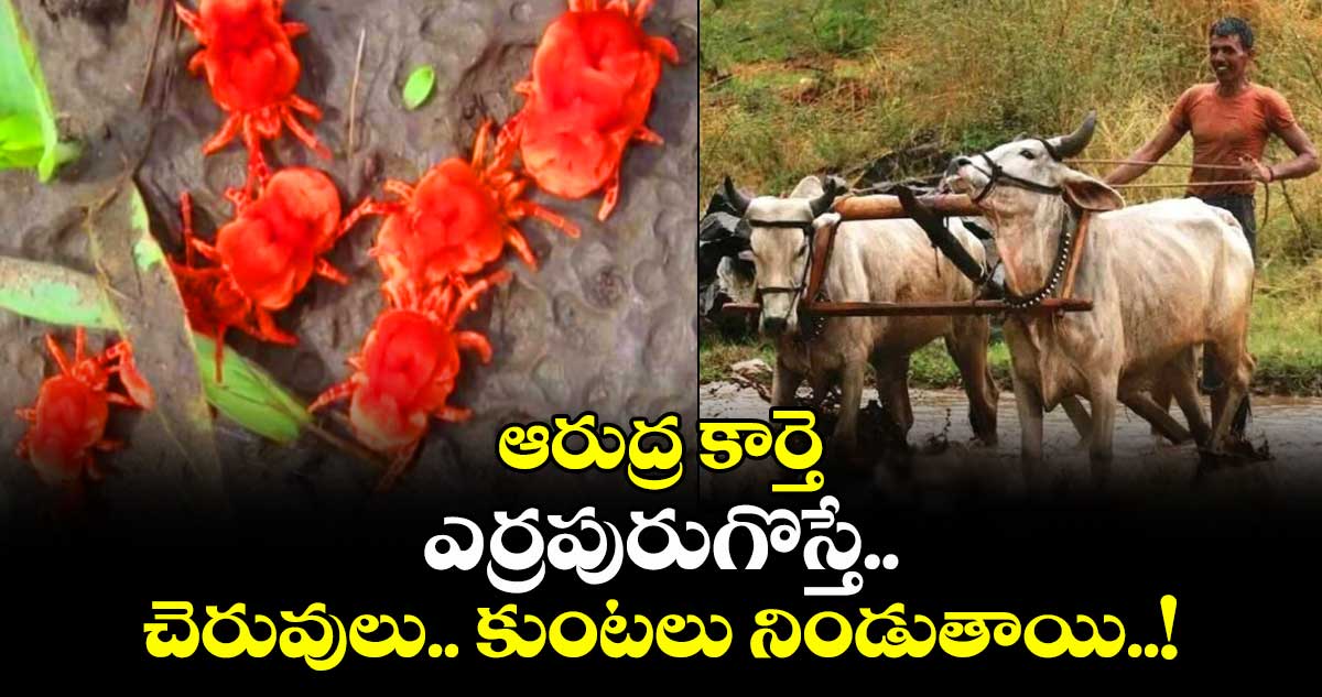 ఆరుద్ర కార్తె: ఎర్రపురుగొస్తే.. చెరువులు.. కుంటలు నిండుతాయి..!