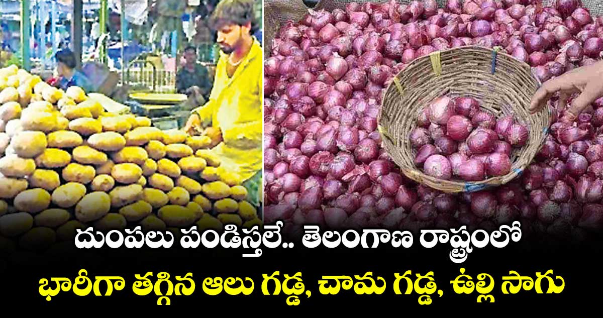 దుంపలు పండిస్తలే.. తెలంగాణ రాష్ట్రంలో భారీగా తగ్గిన ఆలు గడ్డ, చామ గడ్డ, ఉల్లి సాగు