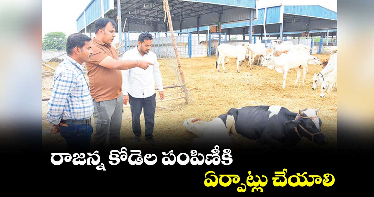 రాజన్న కోడెల పంపిణీకి ఏర్పాట్లు చేయాలి : కలెక్టర్ సందీప్ కుమార్ ఝా