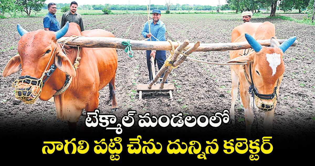 టేక్మాల్ మండలంలో నాగలి పట్టి చేను దున్నిన కలెక్టర్
