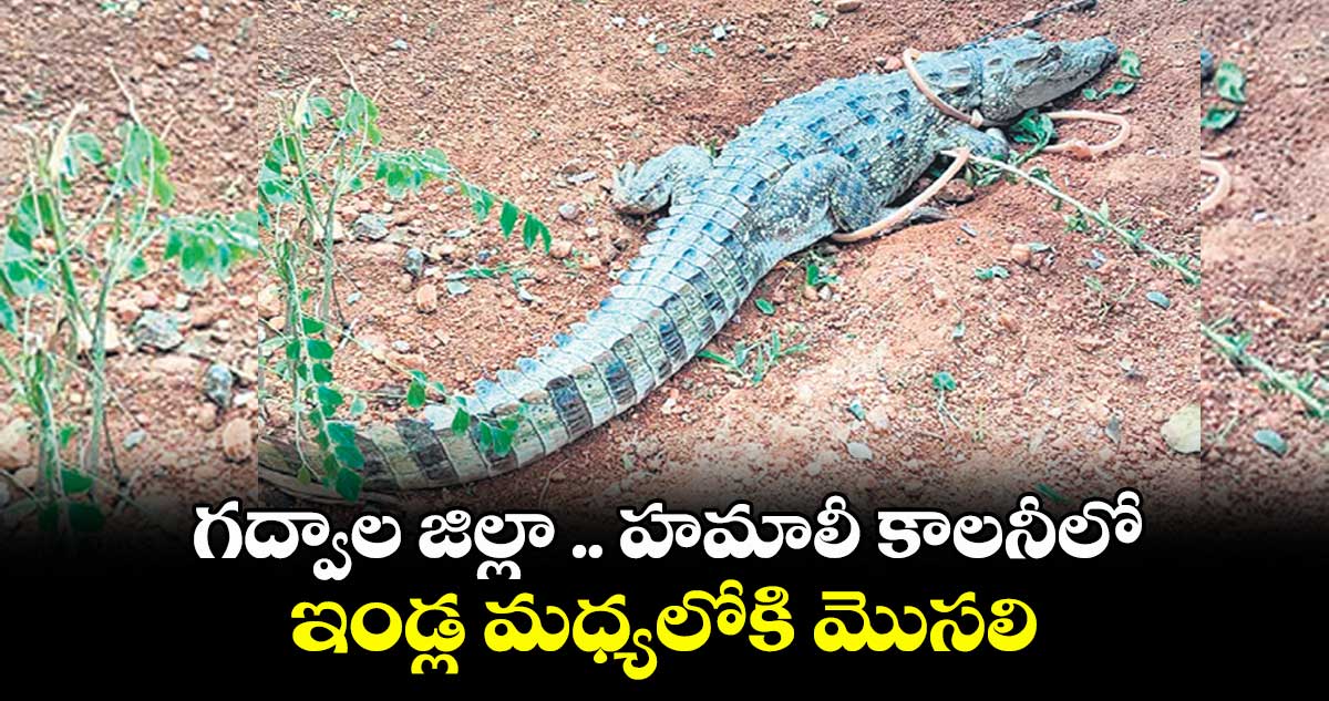 గద్వాల జిల్లా .. హమాలీ కాలనీలో ఇండ్ల మధ్యలోకి మొసలి