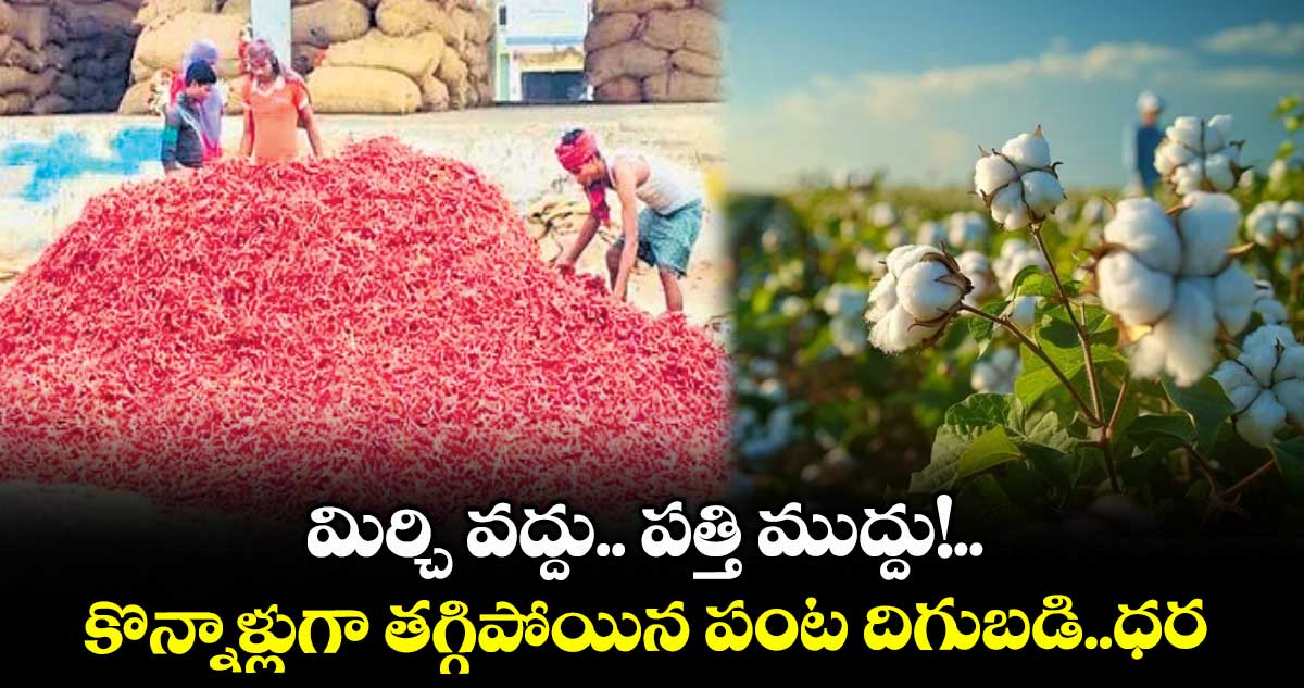 మిర్చి వద్దు.. పత్తి ముద్దు!.. కొన్నాళ్లుగా తగ్గిపోయిన పంట దిగుబడి..ధర