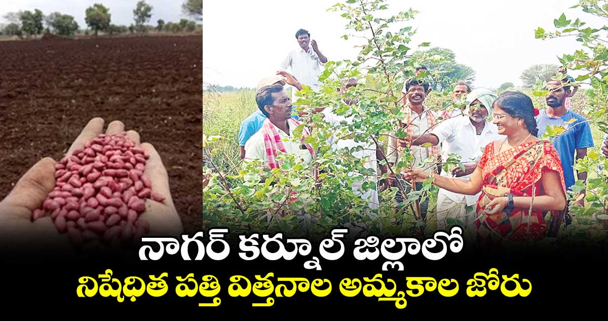నాగర్ కర్నూల్ జిల్లాలో నిషేధిత పత్తి విత్తనాల అమ్మకాల జోరు