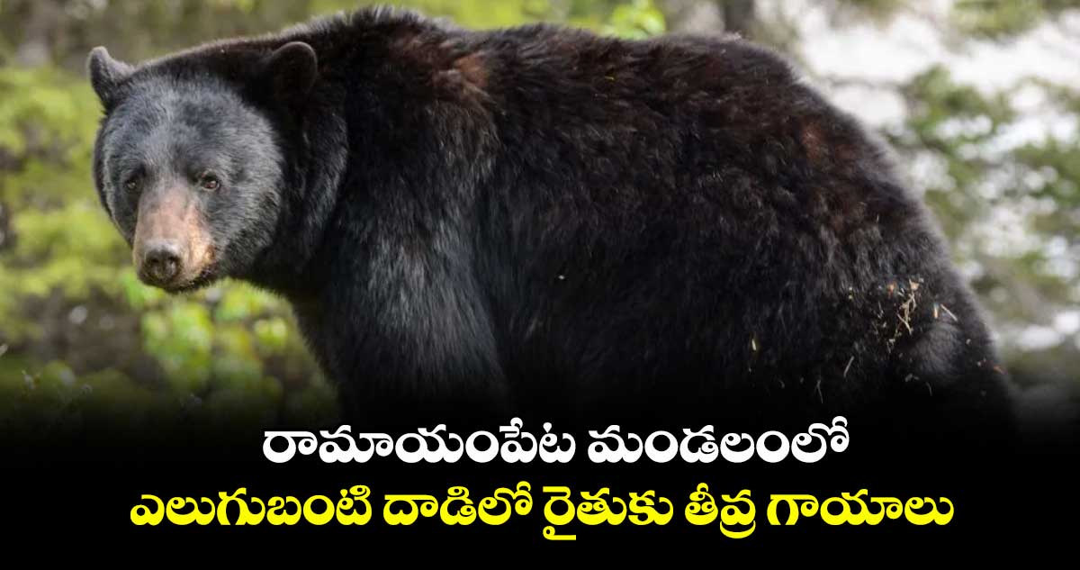 రామాయంపేట మండలంలో ఎలుగుబంటి దాడిలో రైతుకు తీవ్ర గాయాలు