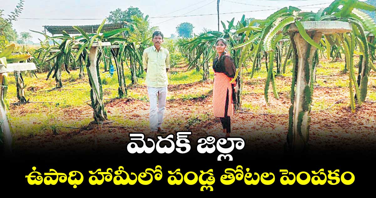 మెదక్ జిల్లా : ఉపాధి హామీలో పండ్ల తోటల పెంపకం