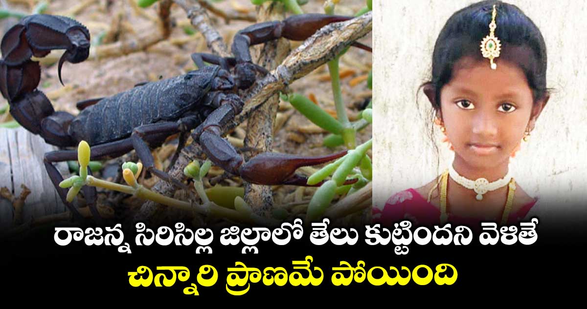 రాజన్న సిరిసిల్ల జిల్లాలో తేలు కుట్టిందని వెళితే..చిన్నారి ప్రాణమే పోయింది