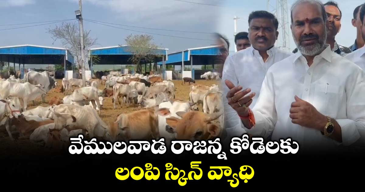 వేములవాడ రాజన్న కోడెలకు లంపి స్కిన్ వ్యాధి: విప్ ఆది శ్రీనివాస్