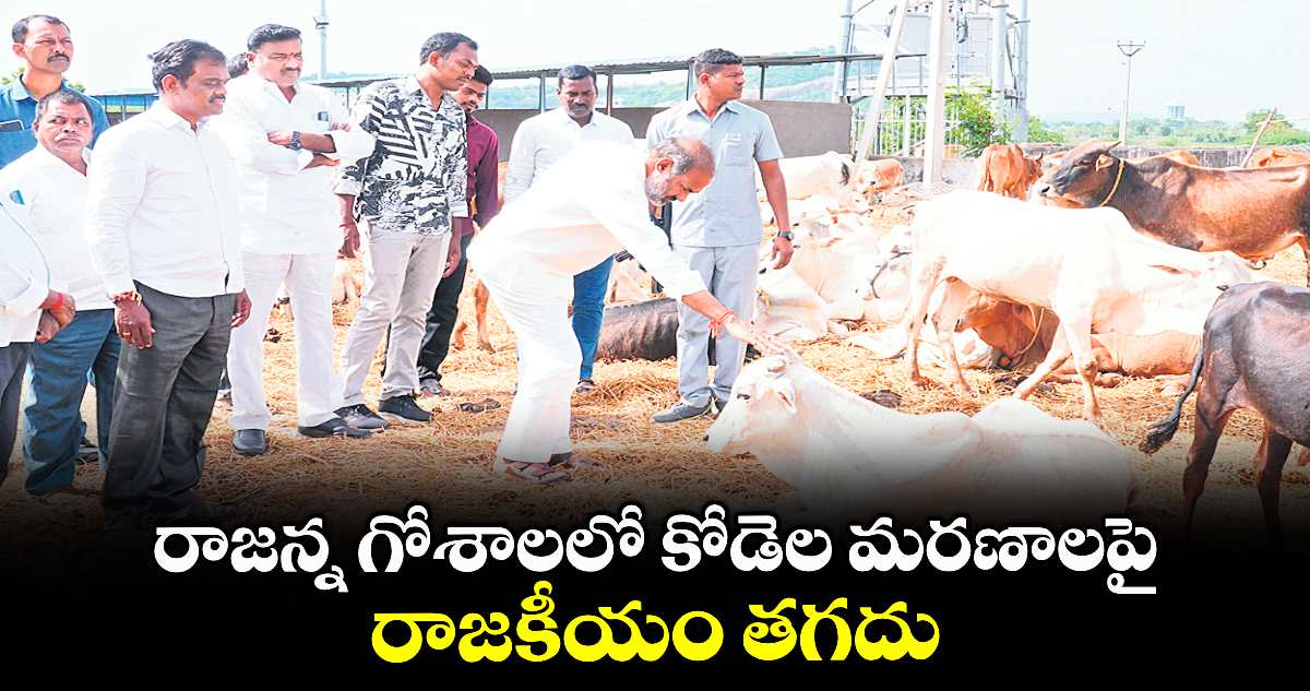 రాజన్న గోశాలలో కోడెల మరణాలపై రాజకీయం తగదు : విప్ ఆది శ్రీనివాస్
