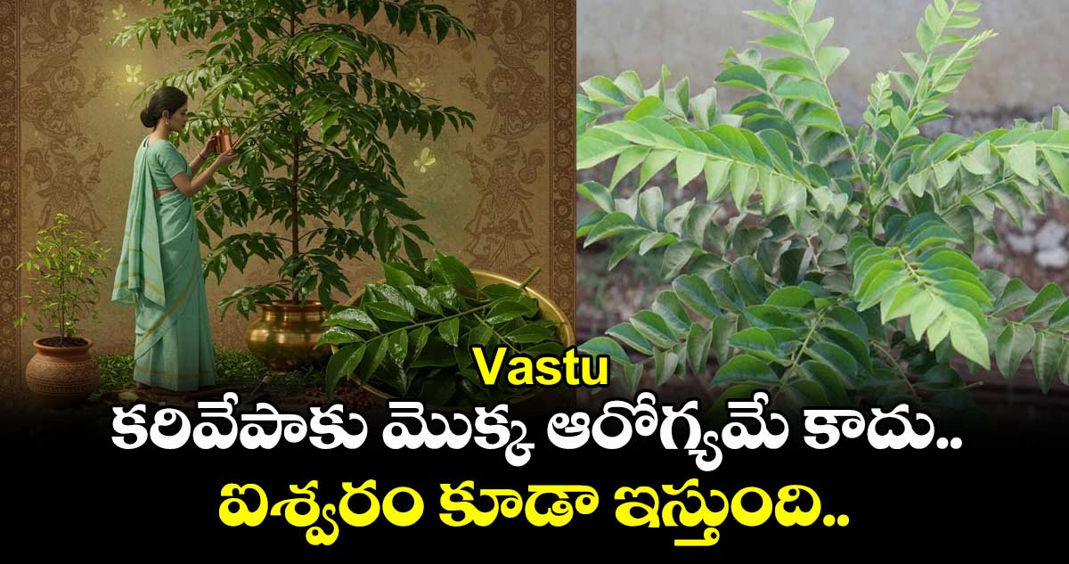 Vastu: కరివేపాకు మొక్క ఆరోగ్యమే కాదు.. ఐశ్వరం కూడా ఇస్తుంది..