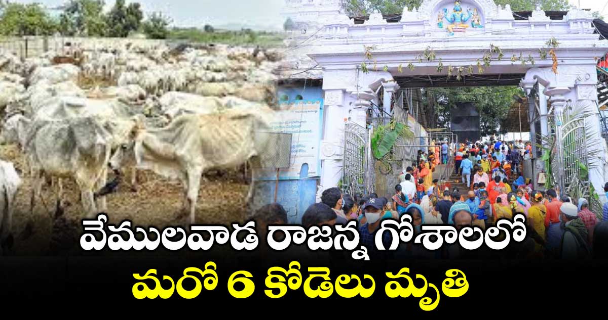వేములవాడ రాజన్న గోశాలలో మరో 6 కోడెలు మృతి