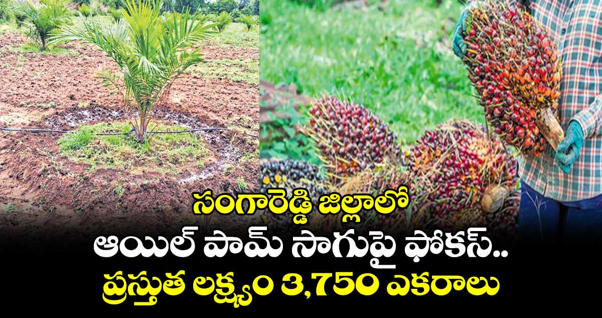 సంగారెడ్డి జిల్లాలో ఆయిల్ పామ్ సాగుపై ఫోకస్ .. ప్రస్తుత లక్ష్యం 3,750 ఎకరాలు